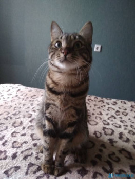 Клуб фелинологов-любителей  - IMG_20200926_102745.jpg