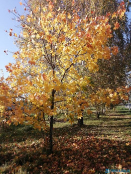 Чем сегодня занимались - IMG_20200927_141743.jpg