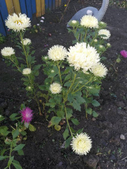 Декоративные садовые растения. - IMG_20201001_140453.jpg