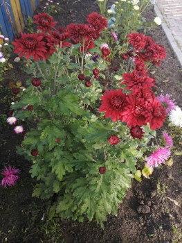 Декоративные садовые растения. - IMG_20201001_140428.jpg