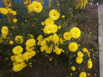 Декоративные садовые растения. - IMG_20201001_140408.jpg