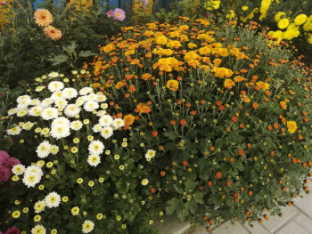 Декоративные садовые растения. - IMG_20201001_140400.jpg