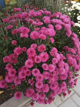 Декоративные садовые растения. - IMG_20201001_140349.jpg