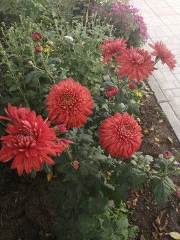 Декоративные садовые растения. - IMG_20201001_140339.jpg