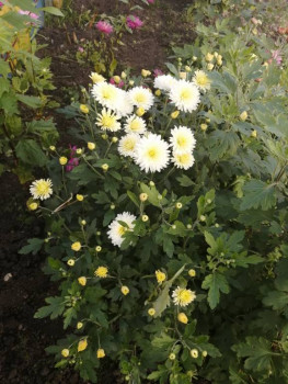 Декоративные садовые растения. - IMG_20201001_140443.jpg