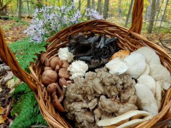 Черные лисички, опята, мейтаке, вешенки, ежовик коралловидный.