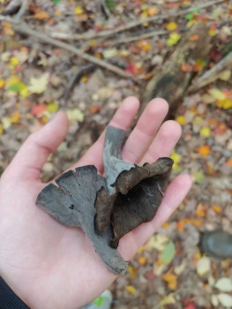 Черная лисичка или вороночник рожковидный.