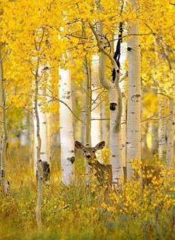 Доброго утра Хорошего дня Спокойной ночи  - IMG_20201002_202201.jpg