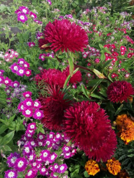 Декоративные садовые растения. - IMG-20200926-WA0021.jpg