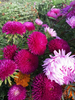 Декоративные садовые растения. - IMG-20200926-WA0020.jpg