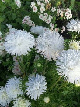 Декоративные садовые растения. - IMG-20200926-WA0019.jpg