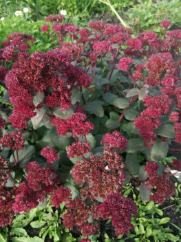 Декоративные садовые растения. - IMG-20200926-WA0017.jpg