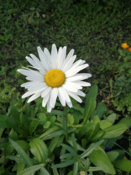 Декоративные садовые растения. - IMG-20200926-WA0012.jpg