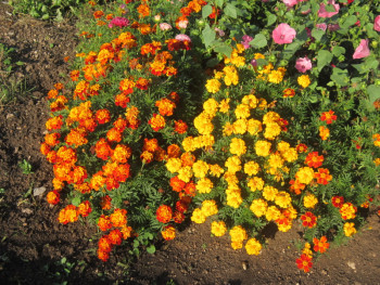Декоративные садовые растения. - бархатцы.jpg