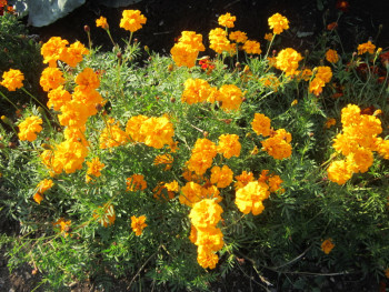 Декоративные садовые растения. - барх.jpg