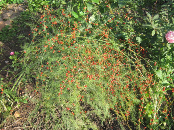 Декоративные садовые растения. - спаржа.jpg