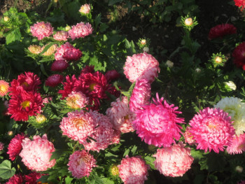 Декоративные садовые растения. - астры.jpg