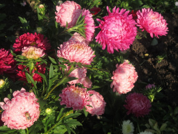 Декоративные садовые растения. - астры1.jpg