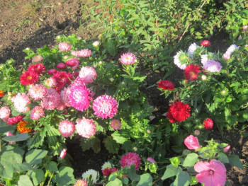 Декоративные садовые растения. - астры3.jpg