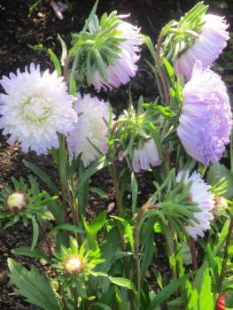 Декоративные садовые растения. - астры2.jpg