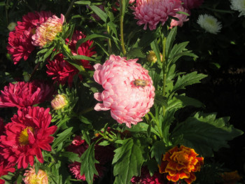 Декоративные садовые растения. - астры4.jpg