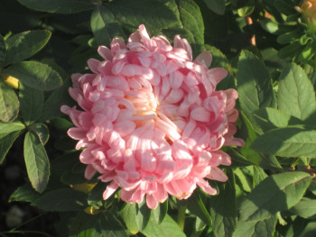 Декоративные садовые растения. - астра.jpg