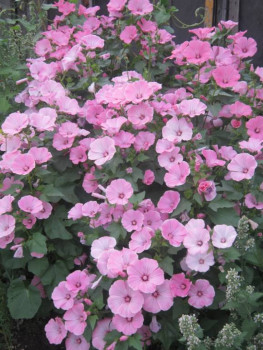 Декоративные садовые растения. - лаватера.jpg