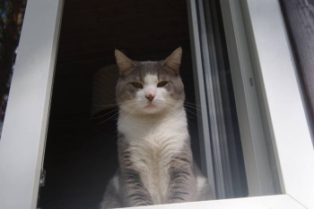 Клуб фелинологов-любителей  - DSC09116.JPG