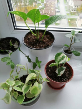 Мои комнатные растения. - IMG-20201010-WA0002.jpg