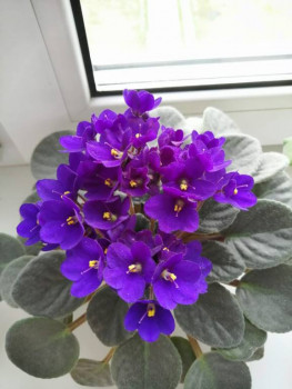 Мои комнатные растения. - IMG-20201010-WA0004.jpg