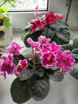 Мои комнатные растения. - IMG-20201010-WA0003.jpg