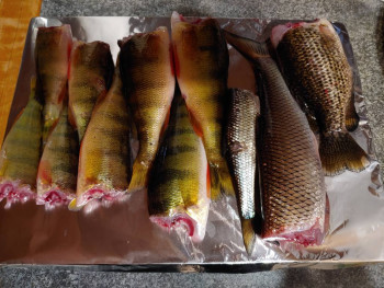 После этой фотки ещё 5 поймала. Уха будет.