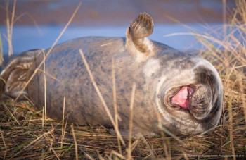 В мире животных фото, видео  - IMG_20201003_203010.jpg