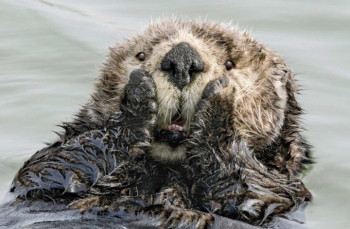 В мире животных фото, видео  - IMG_20201003_202910.jpg