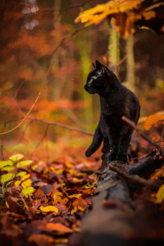 В мире животных фото, видео  - 1-d5.jpg