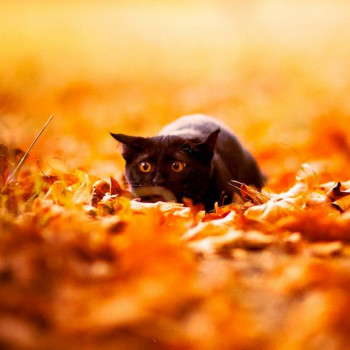 В мире животных фото, видео  - 1-d6.jpg