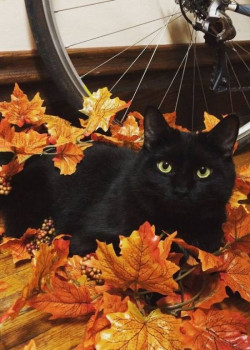 В мире животных фото, видео  - 1-d4.jpg