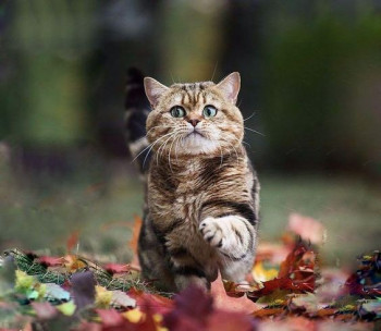 В мире животных фото, видео  - 1-d2.jpg