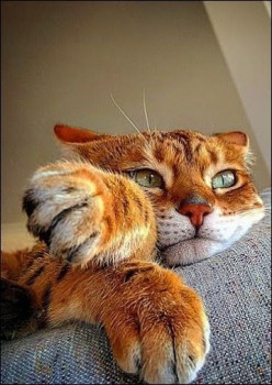 В мире животных фото, видео  - 1-d1.jpg