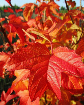 Доброго утра Хорошего дня Спокойной ночи  - 1474829130152554810.jpg