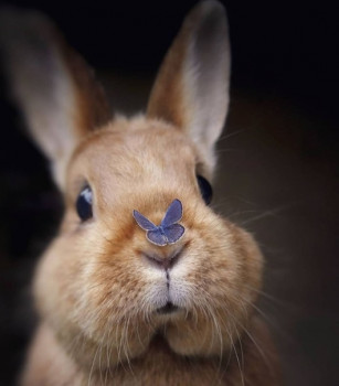 Доброго утра Хорошего дня Спокойной ночи  - 1599999228.jpg