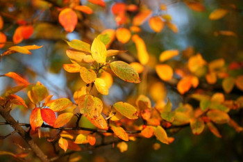 Доброго утра Хорошего дня Спокойной ночи  - ebb88420f342c0dac8b841194ce246ba.jpg