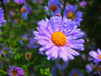 Доброго утра Хорошего дня Спокойной ночи  - fd01c42d76805d5548f3b41dd30a3f89.jpg