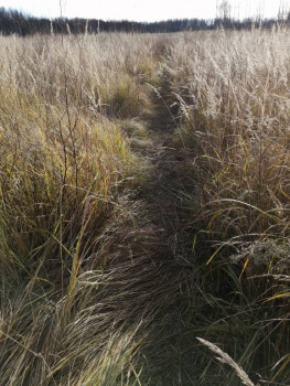 Чем сегодня занимались - IMG_20201101_112320.jpg