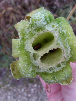 Чем сегодня занимались - 20201103_143915.jpg