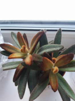 Мои комнатные растения. - 160490623368815819763.jpg