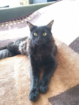 Следы их лапок навсегда в наших сердцах. Об ушедших питомцах - IMG_20190531_090020_HHT.jpg