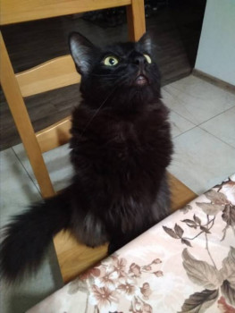 Следы их лапок навсегда в наших сердцах. Об ушедших питомцах - IMG-20181213-WA0007.jpg