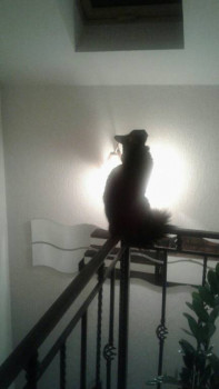 Следы их лапок навсегда в наших сердцах. Об ушедших питомцах - Kw47trF0uTM.jpg