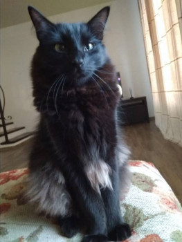 Следы их лапок навсегда в наших сердцах. Об ушедших питомцах - IMG-20180920-WA0006.jpg